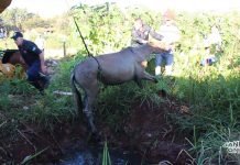 Bombeiros retiram animal de fossa no Nova Jandaia