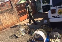 Polícia Ambiental apreende gaiolas com pássaros em Jandaia do Sul