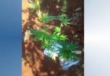 Policiais de Mandaguari encontram pés de maconha em residência