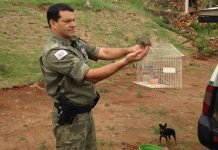 Polícia Ambiental liberta pássaros silvestres em Jandaia do Sul