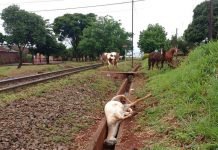 Cavalo morre atropelado por trem em Apucarana