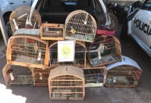 Polícia Ambiental apreende pássaros silvestres em Jandaia
