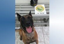 Cão localiza drogas em residência na cidade de Cambira