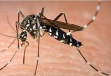 Infestação do mosquito da dengue é preocupante em Mandaguari