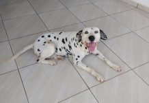Animal Desaparecido