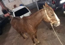Proprietário de cavalo furtado em 2016 reconhece animal em cavalgada
