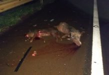 Veículo atropela porcos-do-mato no contorno de Mandaguari