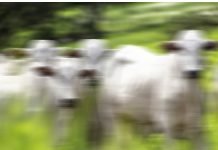 Gado é furtado de fazenda em Jandaia do Sul