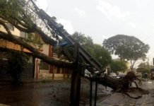 Temporal provoca queda de árvores em Mandaguari