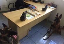 Cães localizam drogas em Bom Sucesso