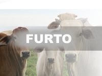 Boi Nelore é furtado em Cambira