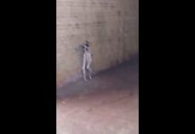 Indivíduo é preso por maus tratos a animais em Mandaguari
