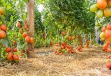 “Tomato Alternative” já é produzido em Jandaia do Sul
