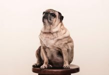 Cães estão comendo 54.000 calorias extras por ano graças aos petiscos da mesa de jantar