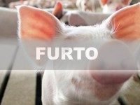 Furto na Vila Rural de Marumbi