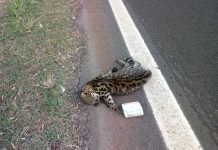Felino é atropelado no Contorno de Mandaguari