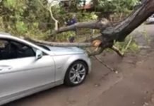 Galho de árvore cai sobre Mercedes em Mandaguari