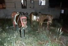 Veículo se envolve em acidente com cavalos em bairro de Jandaia