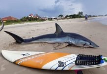 Tubarão de dois metros é encontrado em praia de Guaratuba