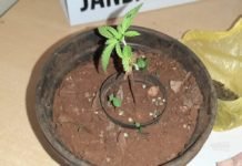 Acusado de tráfico em Jandaia tinha pé de maconha no quarto