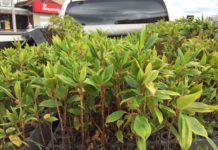 Prefeitura realiza trabalho de arborização na cidade