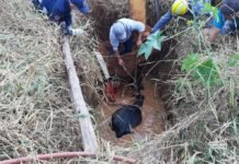 Bombeiros resgatam vaca que caiu em buraco na zona rural