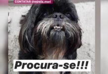 Animalzinho desaparecido