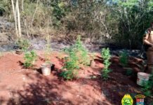 Bombeiros encontram plantação de maconha ao combater incêndio em vegetação