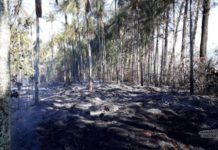 Bombeiros combatem incêndio em vegetação no Água Cristalina