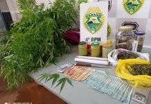 PM apreende 13 pés de maconha em Maringá