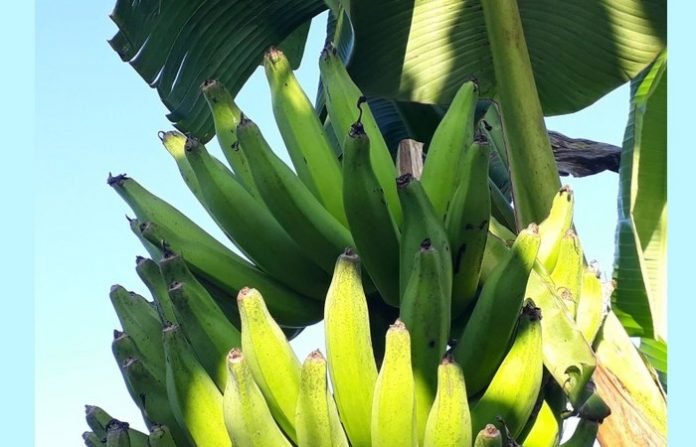 banana cacho