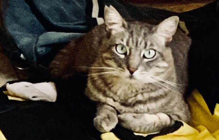 gata ok