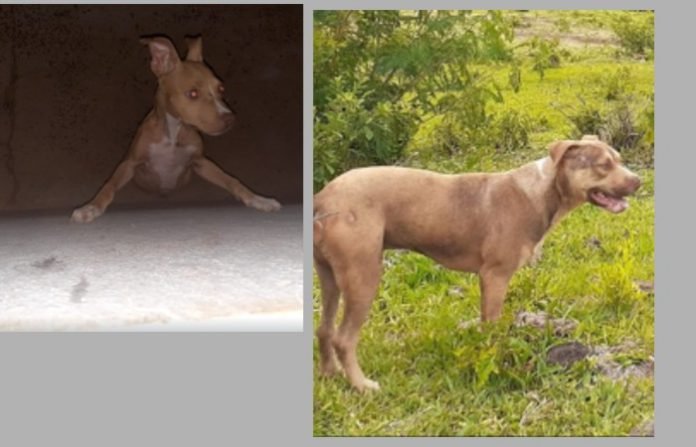 animais