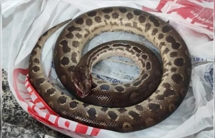 cobra sucuri