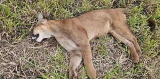 Onça-parda é encontrada morta às margens de rodovia em Borrazópolis