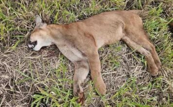 Onça-parda é encontrada morta às margens de rodovia em Borrazópolis