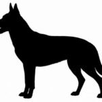 Homem denuncia agressão após reclamar de cão solto em rua de Jandaia do Sul