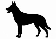 Homem denuncia agressão após reclamar de cão solto em rua de Jandaia do Sul