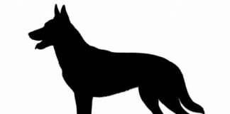 Homem denuncia agressão após reclamar de cão solto em rua de Jandaia do Sul