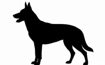Homem denuncia agressão após reclamar de cão solto em rua de Jandaia do Sul