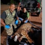 Onça-pintada é capturada com segurança após mobilizar equipes ambientais em Mandaguari