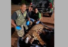 Onça-pintada é capturada com segurança após mobilizar equipes ambientais em Mandaguari