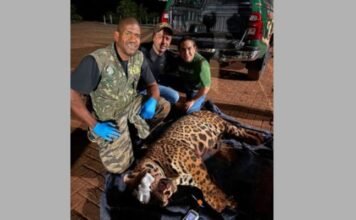 Onça-pintada é capturada com segurança após mobilizar equipes ambientais em Mandaguari