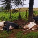 Raio mata cinco vacas leiteiras durante temporal em Rio Bom