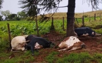 Raio mata cinco vacas leiteiras durante temporal em Rio Bom
