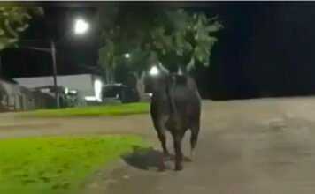 Touro de rodeio escapa e mata mulher em Barbosa Ferraz