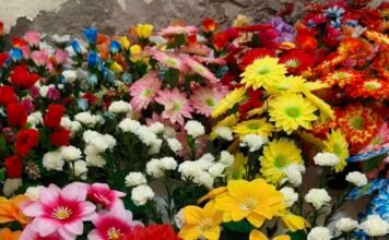 Asilo estará vendendo flores dias 1 e 2 no cemitério